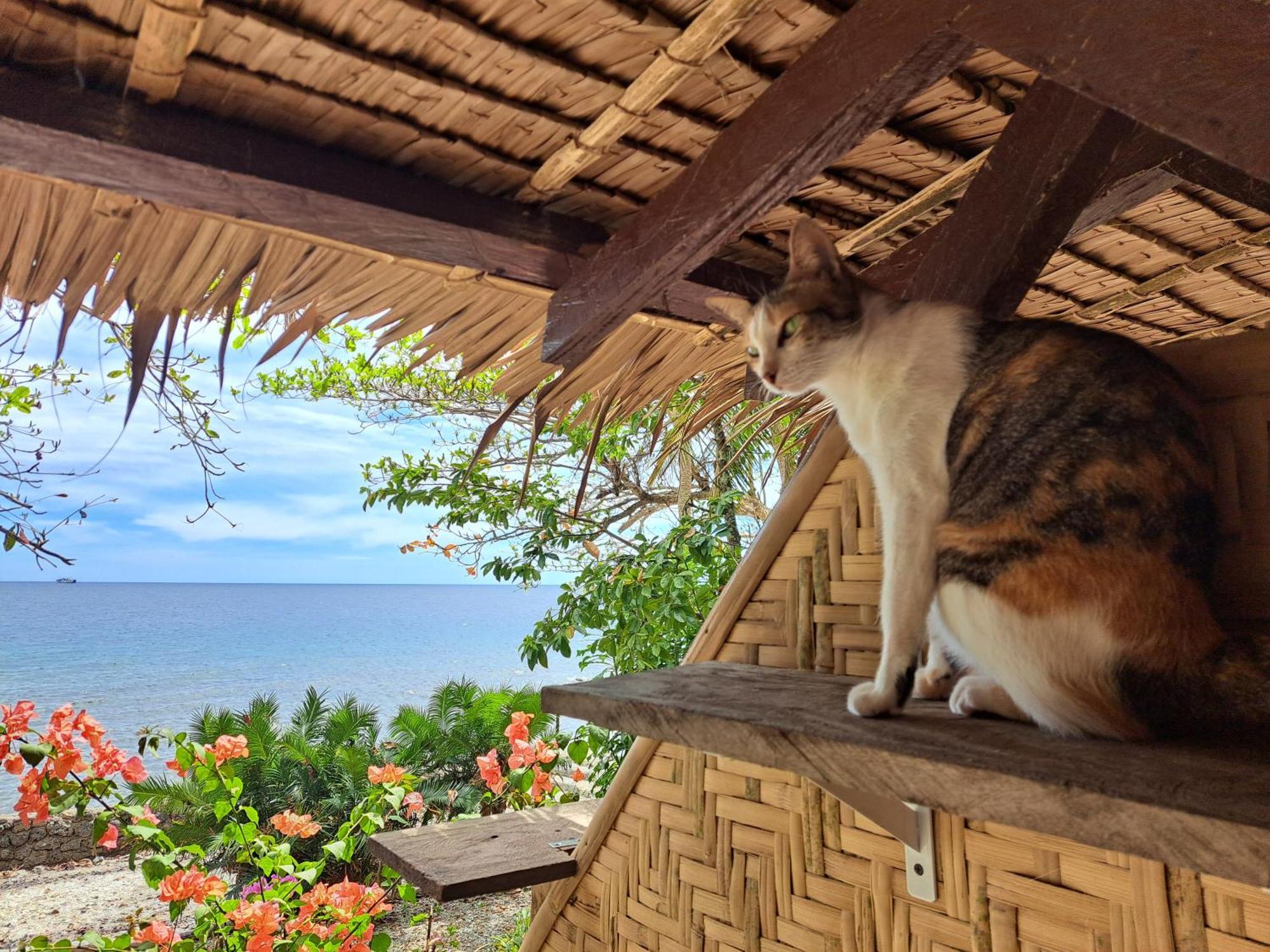 Paseo Del Mar Seaside Inn Jagna Buitenkant foto