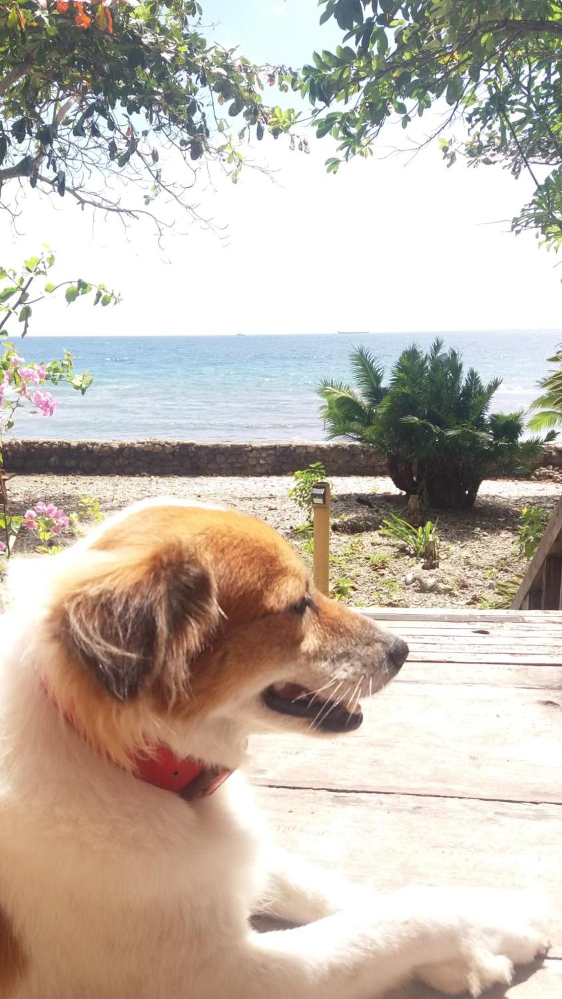 Paseo Del Mar Seaside Inn Jagna Buitenkant foto